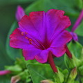 Nicotiana Alata
